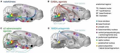 The (Un)Conscious Mouse as a Model for Human Brain Functions: Key Principles of Anesthesia and Their Impact on Translational Neuroimaging